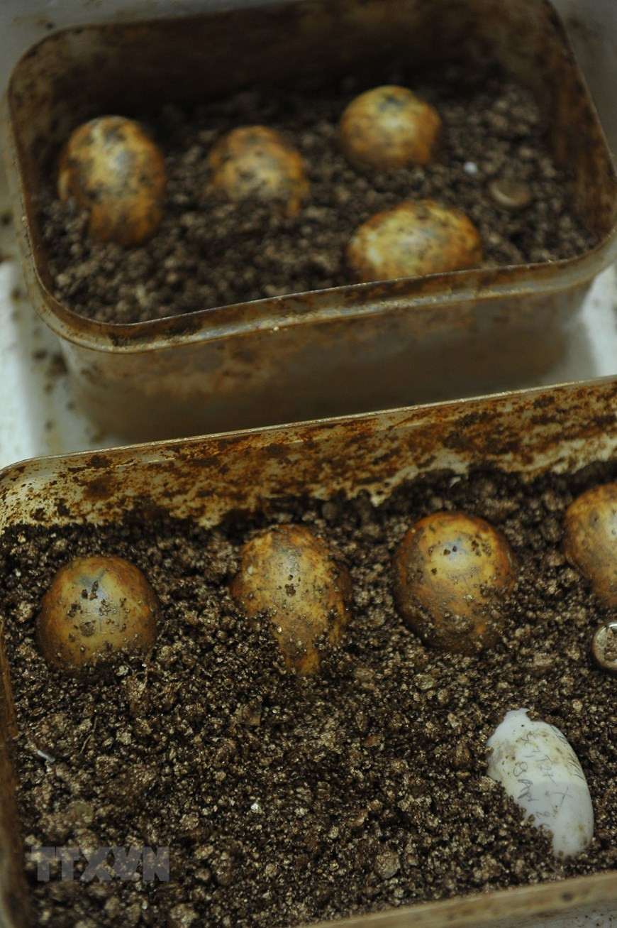 在孵化之前，工作人员要对每个龟卵进行标记编号和记录品种等信息。越通社记者 明德 摄。