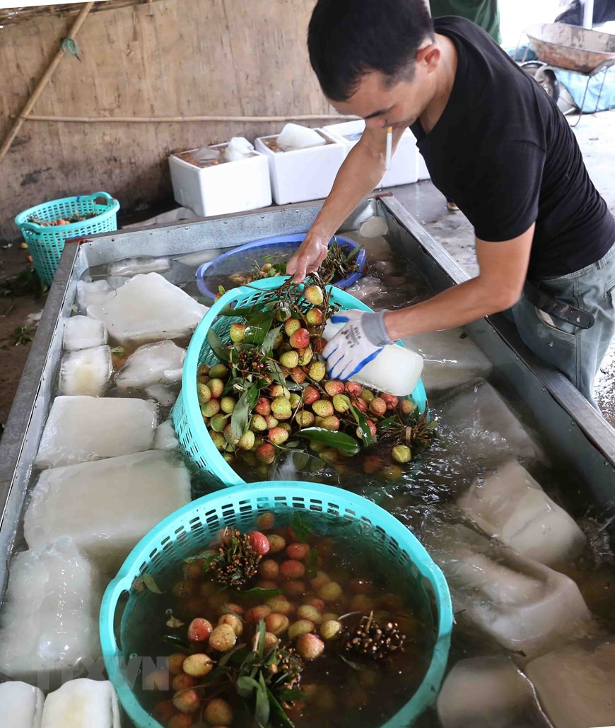 员工用冷水对新鲜荔枝进行清洗，然后放在泡沫盒。越通社记者 武生 摄