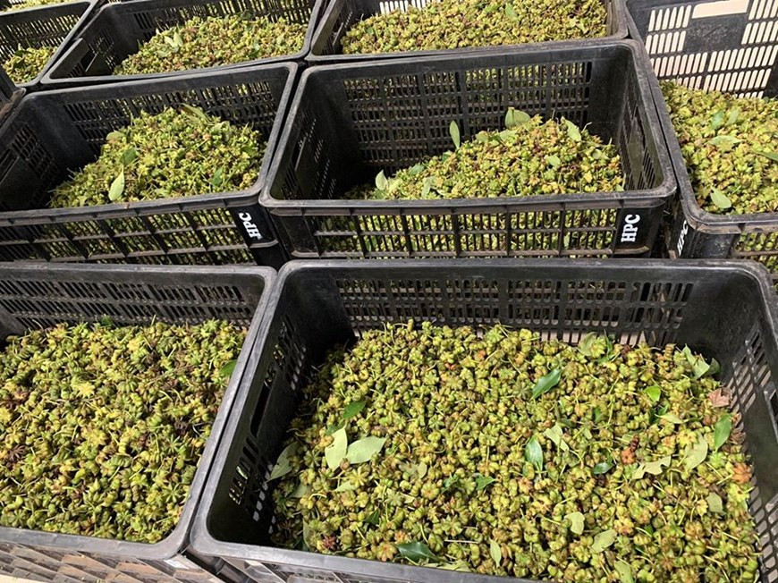 今年，VinaSamex公司采购八角的价格很高。（图自越通社）