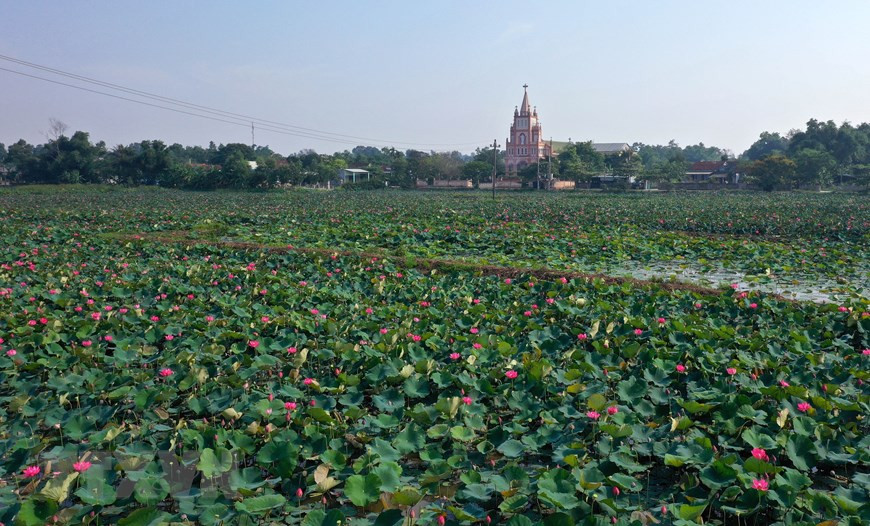 荷花盛开为乡村景色添加色彩。越通社记者 胡求 摄