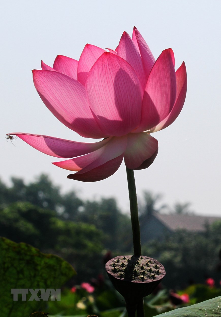 一来到荷花池附近，人民就可以闻到淡淡的香气。越通社记者 胡求 摄