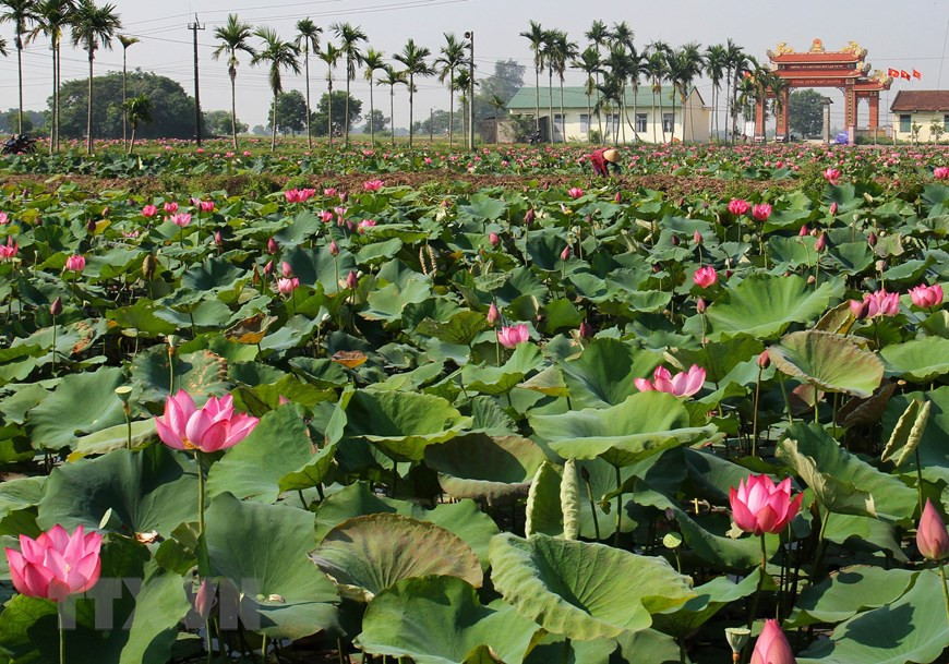 一片片叶子在波光荡漾的湖面上摆动着。越通社记者 胡求 摄