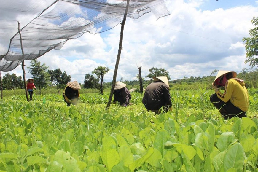 越日蔬菜公司的有机蔬菜种植场。（图自越通社）