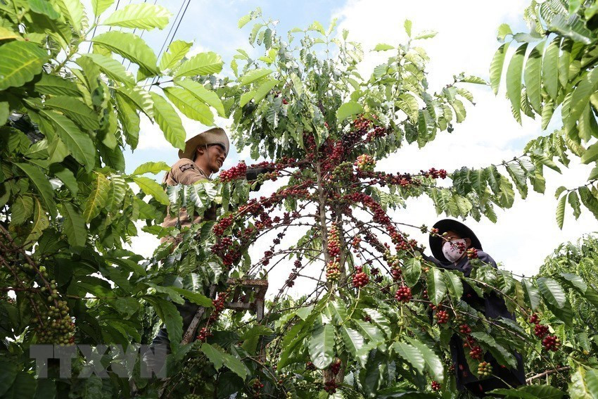 在实施咖啡种植调整计划后，林同省咖啡原料区的供应量变得更加稳定，年均产量逾45万吨。图自越通社