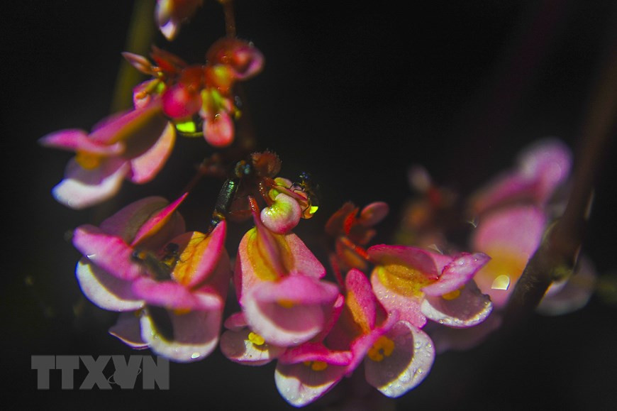 菊芳国家公园的萤火虫季节通常于4月份开始并延长到秋季。越通社记者 明德 摄。