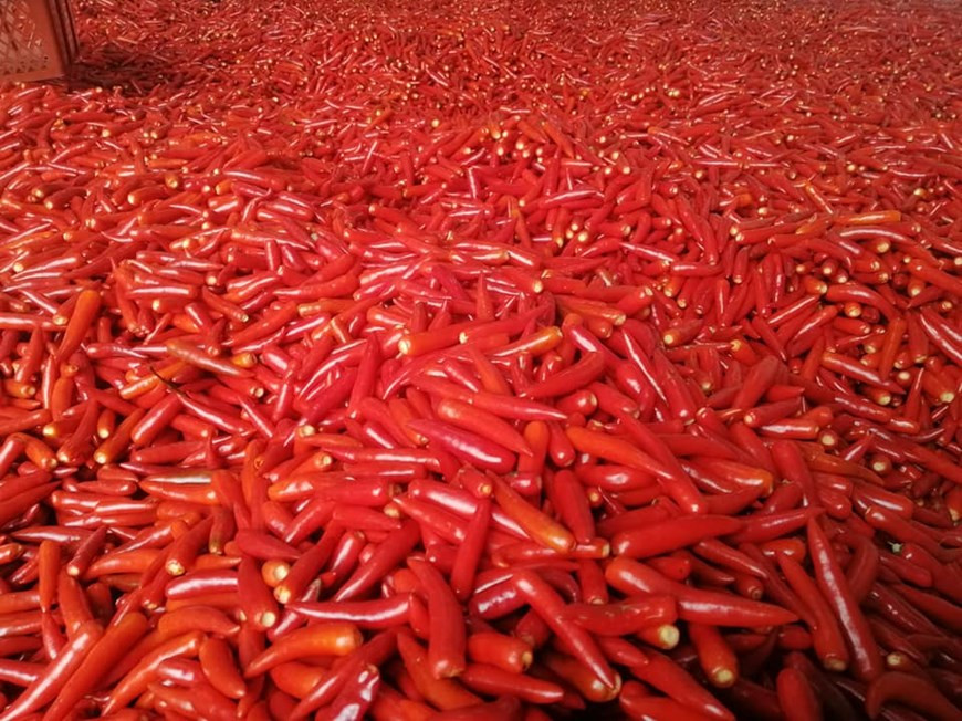 这些辣椒将得以加工并出口到国外市场。（图自越通社）
