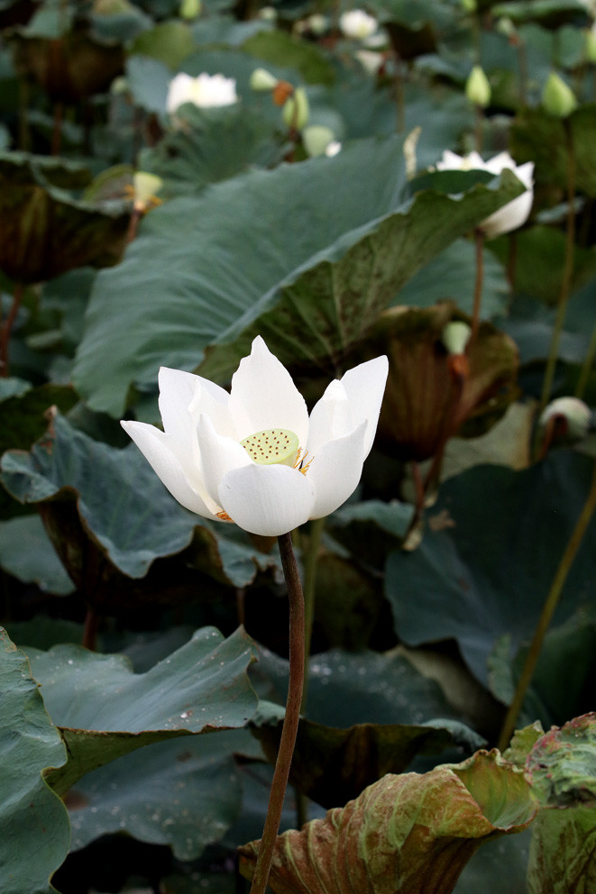 在栽培方面，白色荷花比粉红荷花品种更加讲究，种植时间也更长。越通社记者 黎富 摄