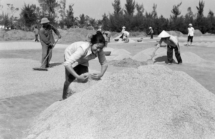 实施产品承包制度后，1983年，河南宁省海后县海青合作社的大米产量达2吨一公顷，超出既定产量。（图自越通社）