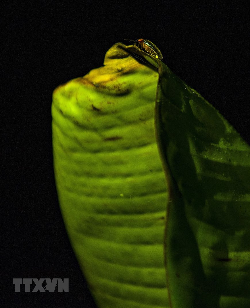 浪漫的氛围令人驻足观看。越通社记者 明德 摄。