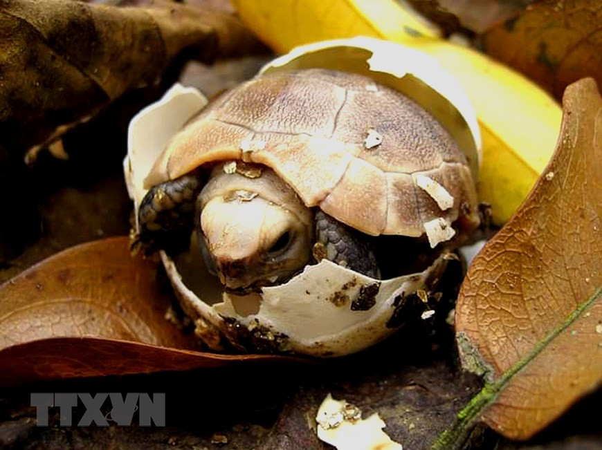 在菊芳龟类保护中心出生的小龟。越通社记者 明德 摄。