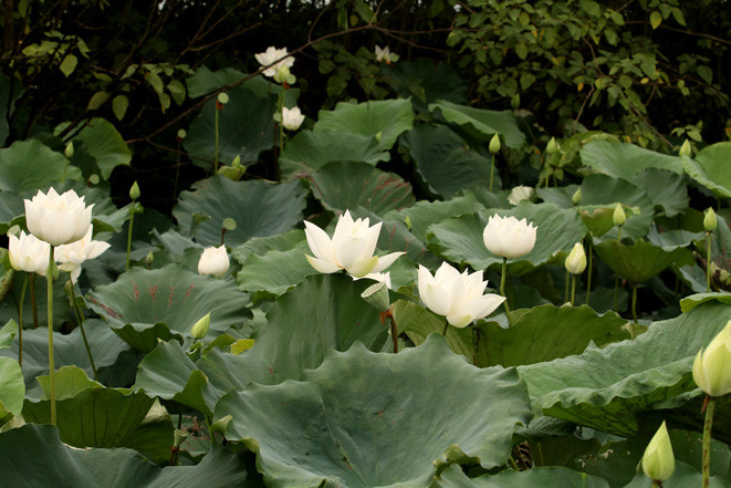 白荷花于5月开始绽放，一般延长到7、8月。越通社记者 黎富 摄