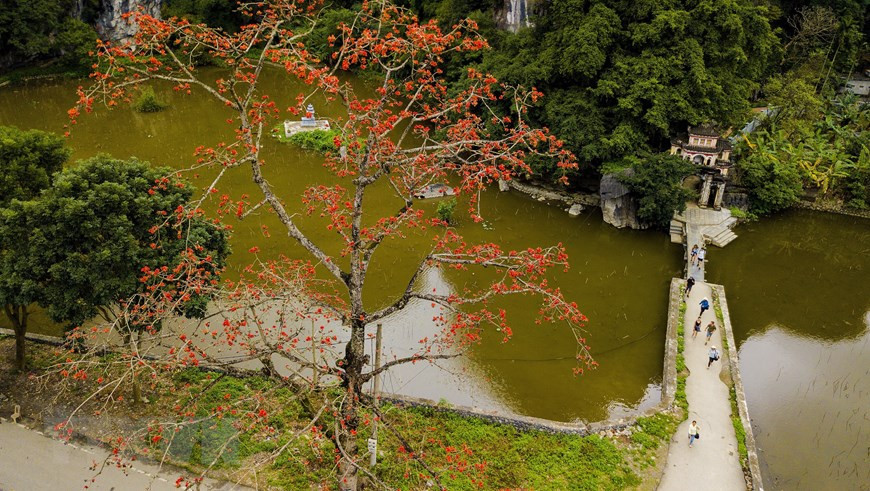 木棉花的红色给人温暖无比的感觉。（越通社记者明德 摄）