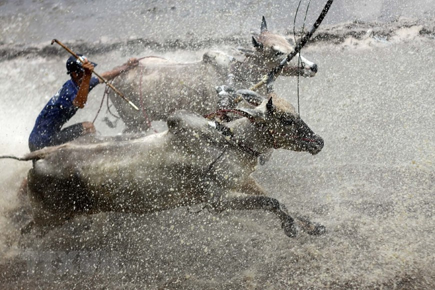 七山赛牛节不仅其实充满民家文化特色的节日，也是一个独特的体育竞赛活动。图自越通社