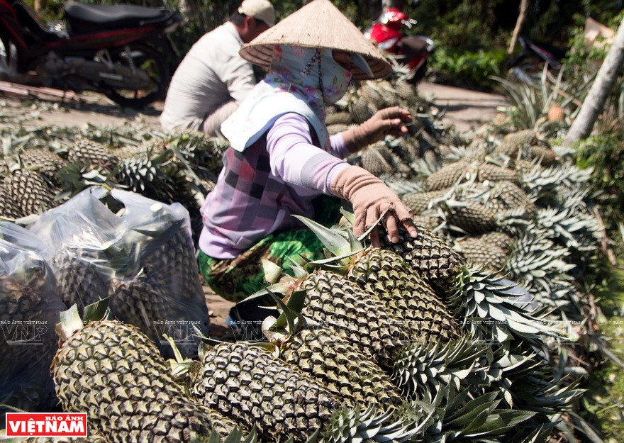 园主张山每一造平均收入约为6000万盾。图自越通社越南画报