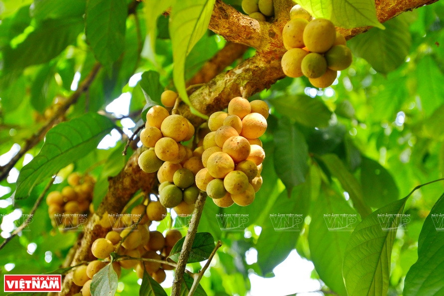 龙贡是禄安古村的特产。图自越通社越南画报