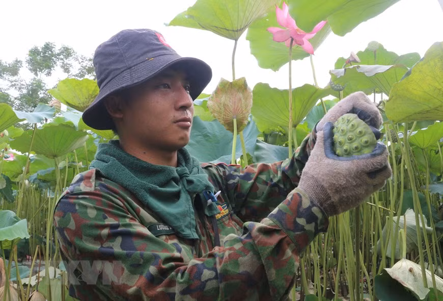 每年农历五月至七月就是莲子收割季节。图自越通社