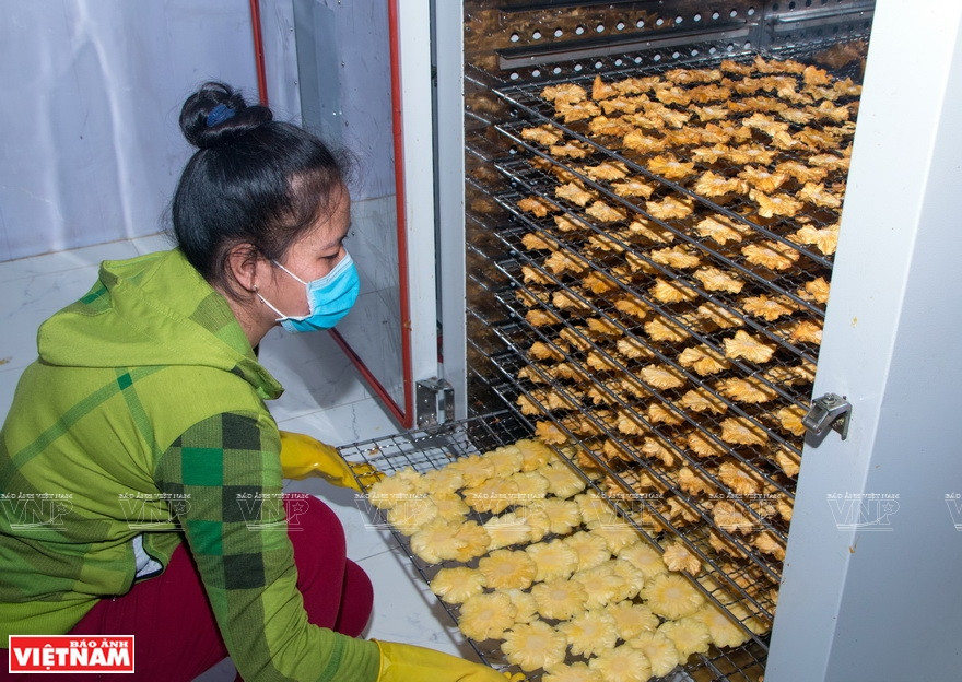 塞苟菠萝干果烘干工序。图自越通社越南画报