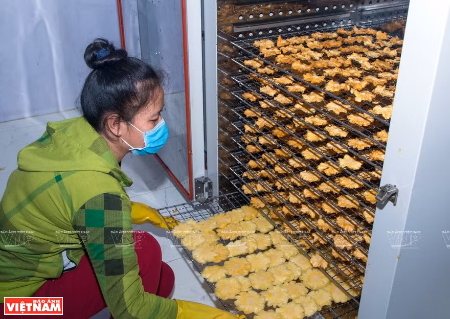 塞苟菠萝干果烘干工序。图自越通社越南画报