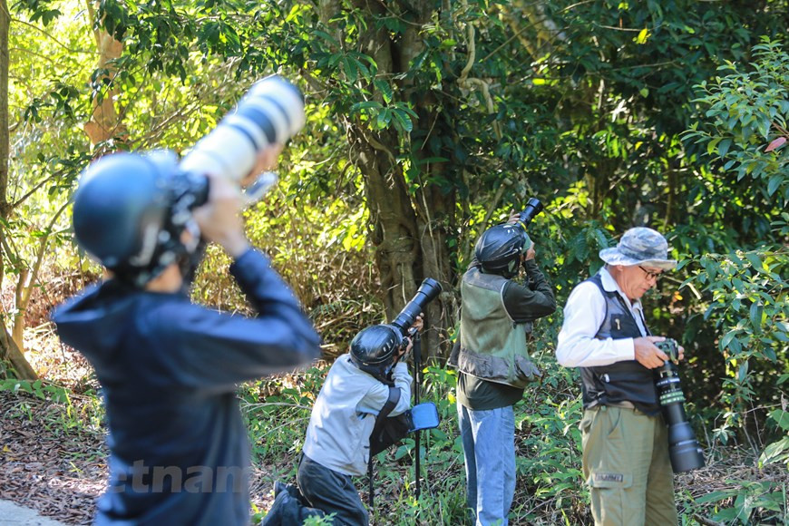 由于被善于跳跃、动作优雅、五颜六色的红腿白臀叶猴所吸引住，因此一旦有空山茶白臀叶猴摄影协会成员就马上带着照相机到山茶自然保护区拍摄。图自Vietnam+