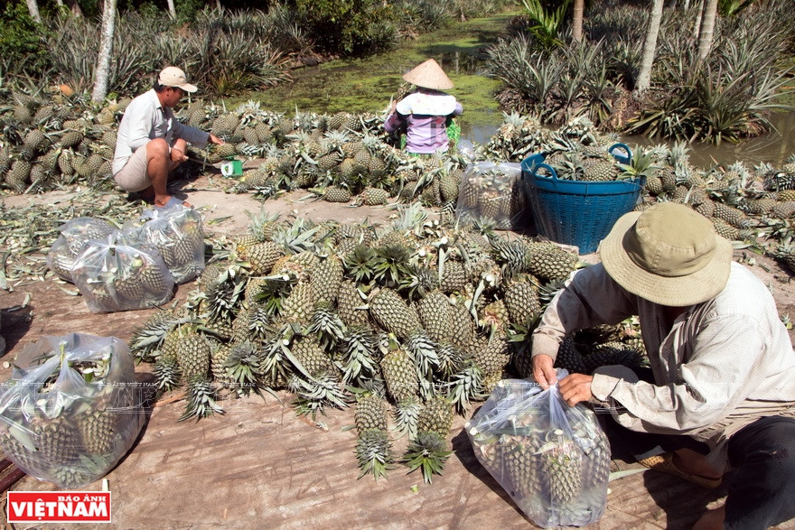 运输前进行分类和包装。图自越通社越南画报