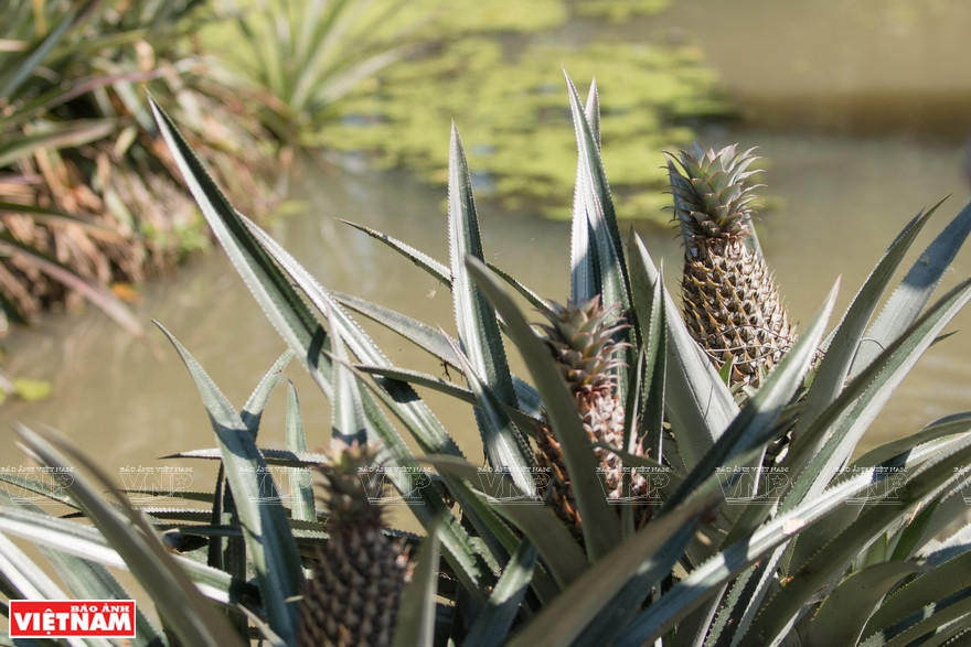 塞苟非常适合种植菠萝。图自越通社越南画报