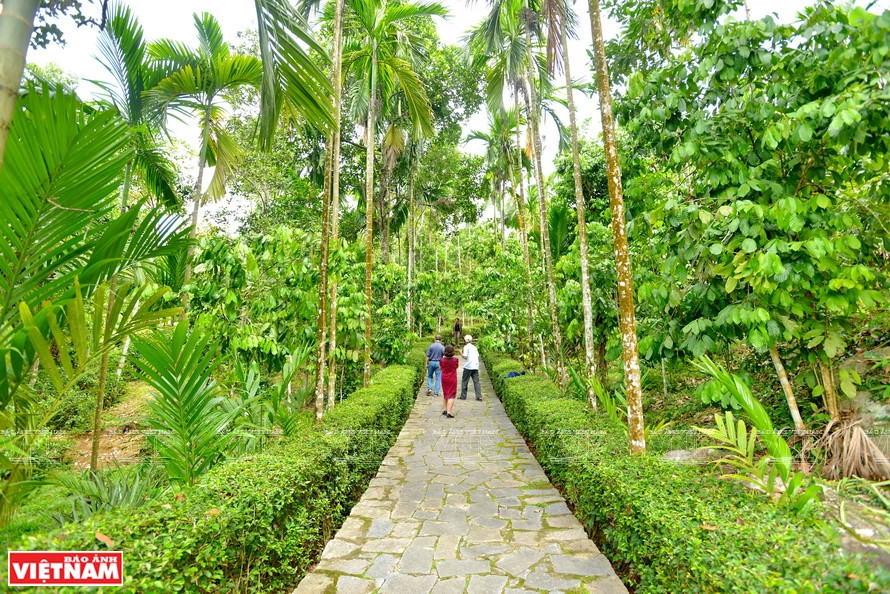 禄安古村的树园。图自越通社越南画报