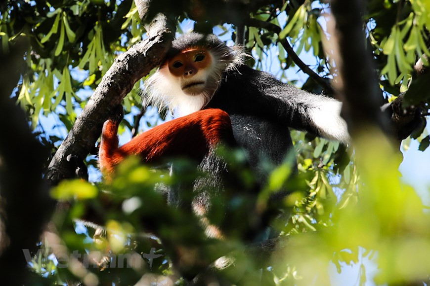 这种动物被越南列入濒危动物红皮书和被国际野生动物保护协会列入受到无条件保护的动物名单。图自Vietnam+