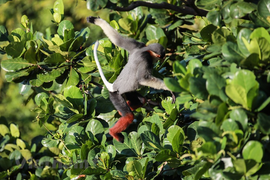 为了能够把白臀叶猴的动作拍下来，通过照片描述它的生活习惯，摄影师要花很多时间和功夫。图自Vietnam+