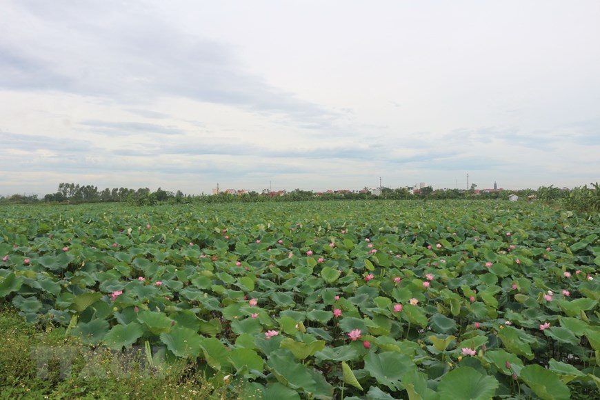目前，专外乡莲子种植户20户，每户莲子种植面积为4-5公顷。图自越通社