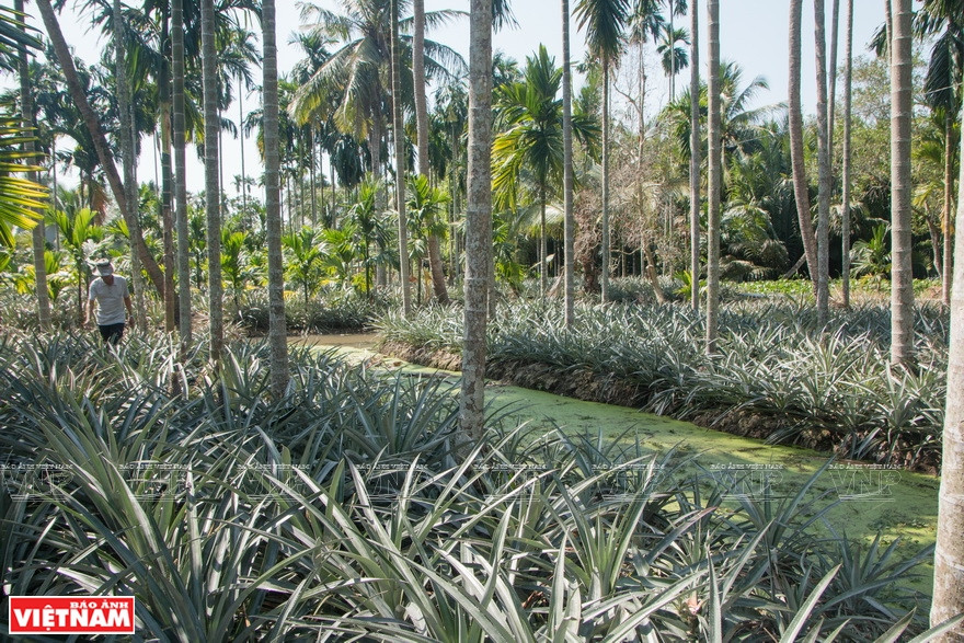 塞苟菠萝种植在渠道环绕的高地上。图自越通社越南画报