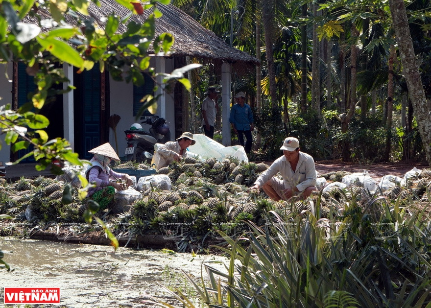 鹅瓜县泰管乡和礼邑菠萝园里的繁忙景象。图自越通社越南画报