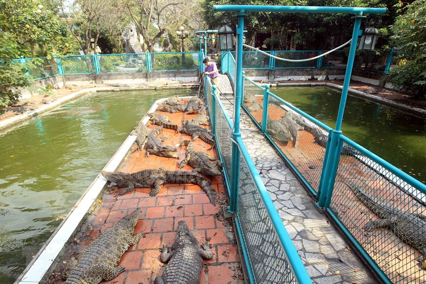 鳄鱼养殖场用铁栏杆包围，确保参观者的生命安全。图自越通社