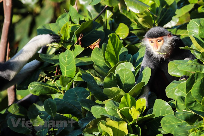 红腿白臀叶猴摄影成为了岘港市摄影记者们的喜好。图自Vietnam+