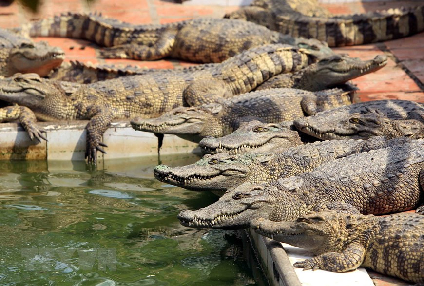 商品鳄鱼饲养时间为2-3年。图自越通社