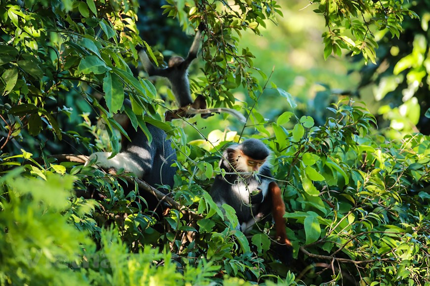 多年来，红腿白臀叶猴摄影成为了岘港市摄影记者们的喜好。图自Vietnam+