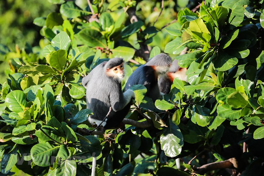 红腿白臀叶猴被誉为岘港市山茶自然保护区灵长类动物之王。图自Vietnam+