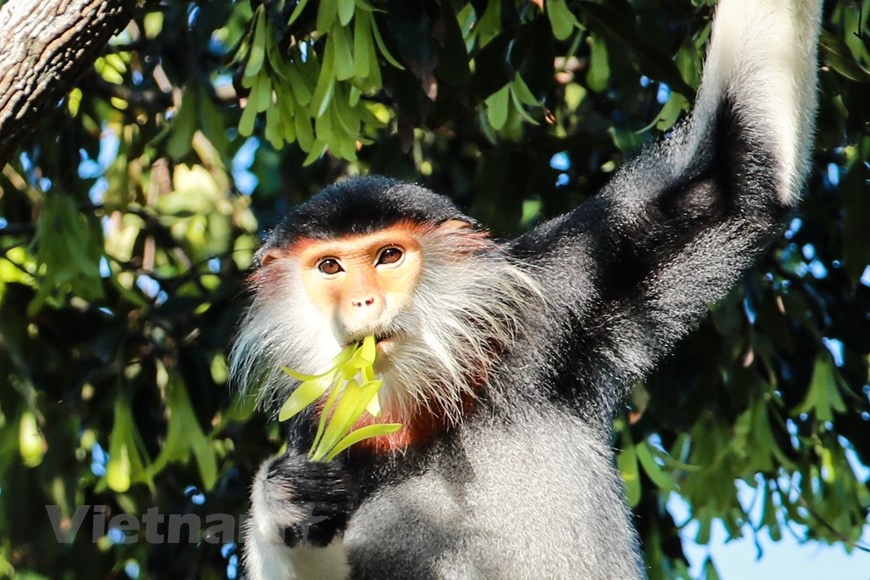 岘港市市已经决定以山茶半岛白臀叶猴作岘港市形象标志。图自Vietnam+