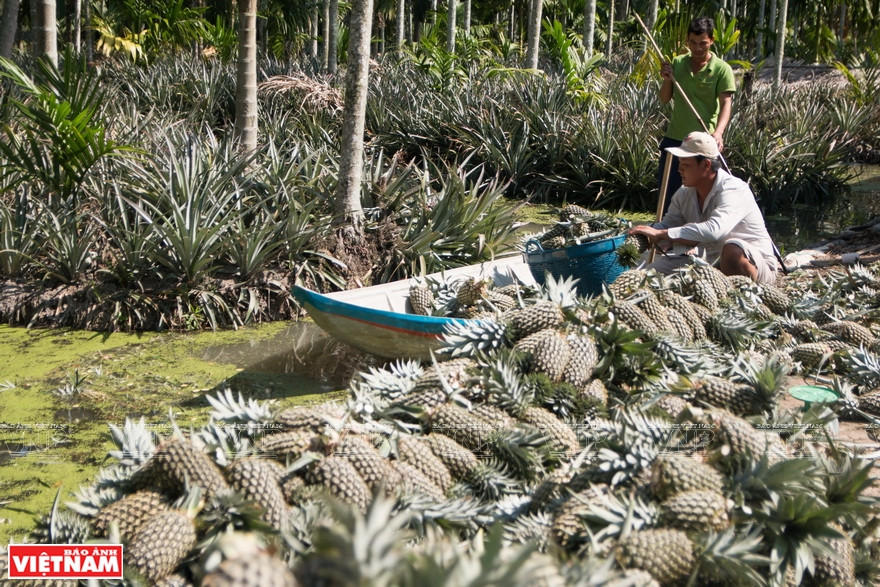菠萝采摘后，等待商贩前来购买。图自越通社越南画报
