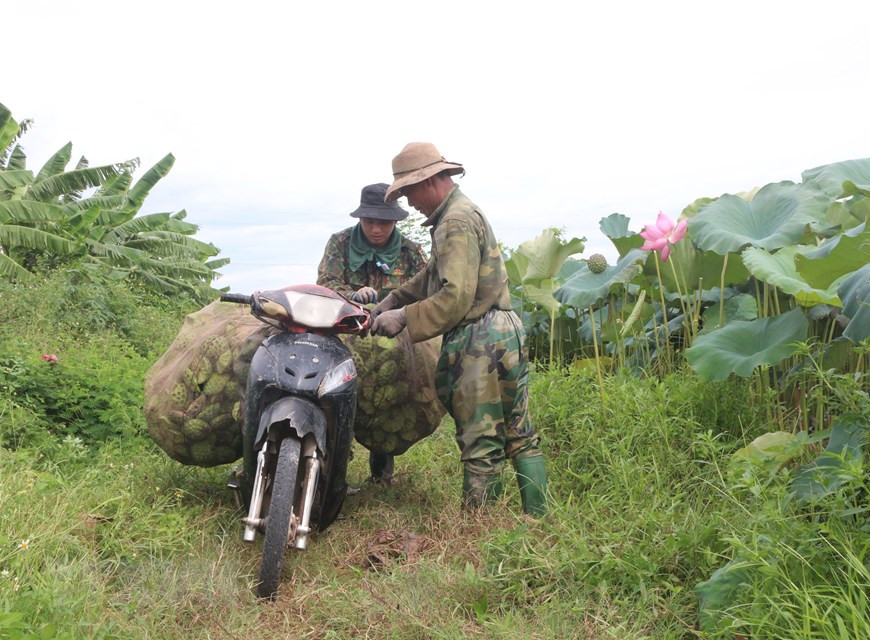 近5年来，专外乡全部水稻种植面积已转为莲子种植的，当地种植户的收入因此有所改善。图自越通社