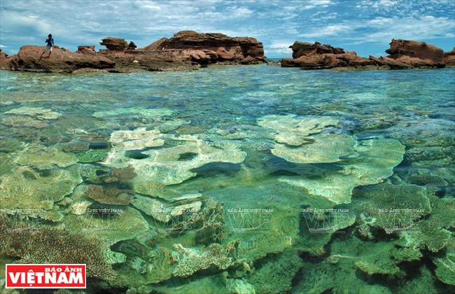 香岛是越南拥有最美丽的珊瑚之岛。（图片来源：越通社）