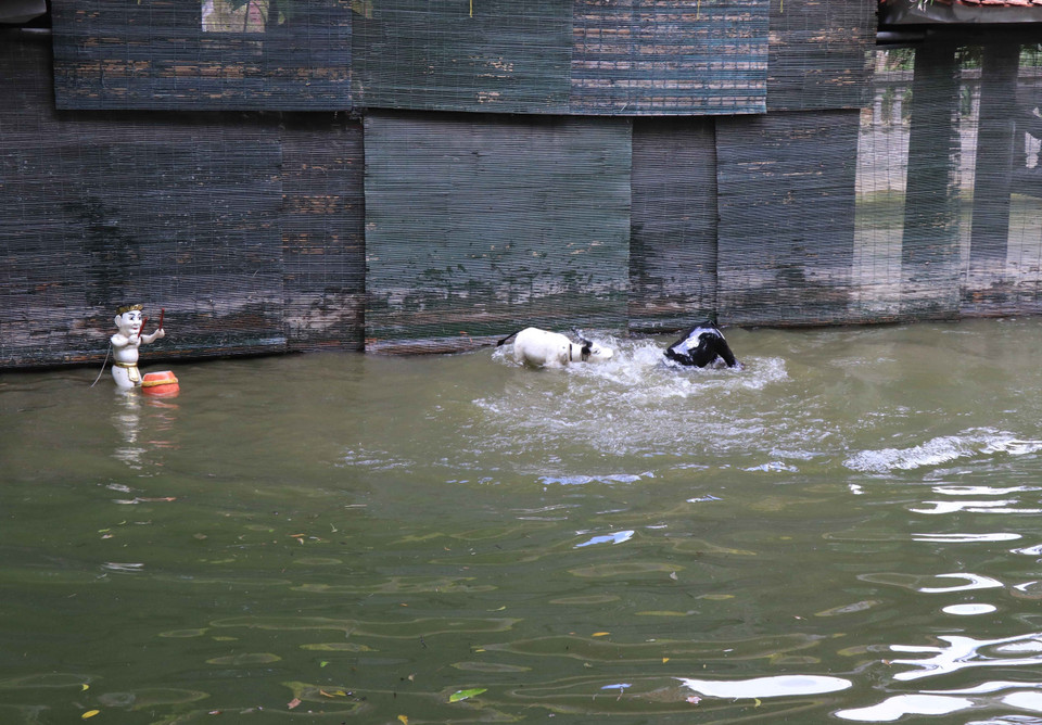 同鱼水上木偶戏艺人表演《斗水牛》节目。图自越通社
