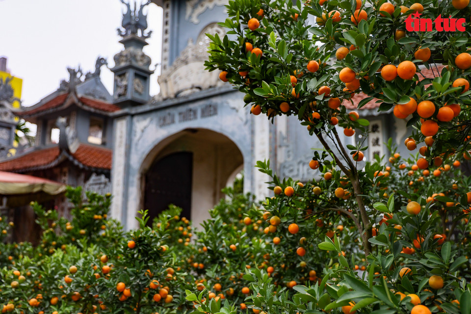 每逢春节来临之际，河内市四连金桔村成为花卉盆栽爱好者十分熟悉的地点。图自越通社信息报