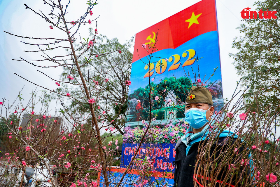 河内市络龙君花园里的桃花盛开鲜艳欲滴。图自越通社信息报