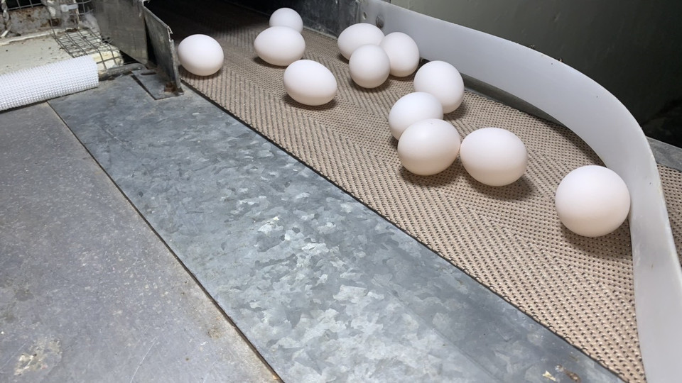 法国鸡种的鸡蛋大小均匀，蛋壳透白，便于鸡新城疫低毒力活疫苗(LaSota株)培养和Covivac疫苗研制流程。图自越通社