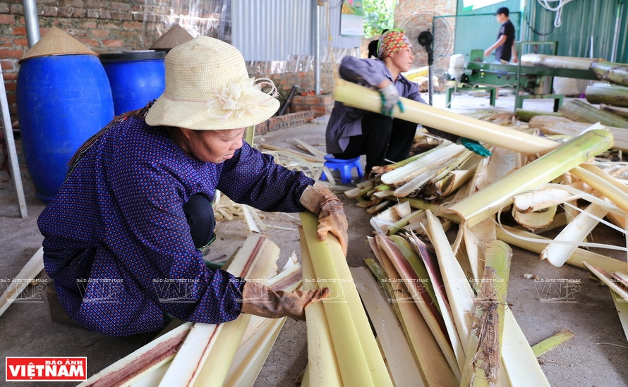 农民们对香蕉树干进行加工。图自 越通社