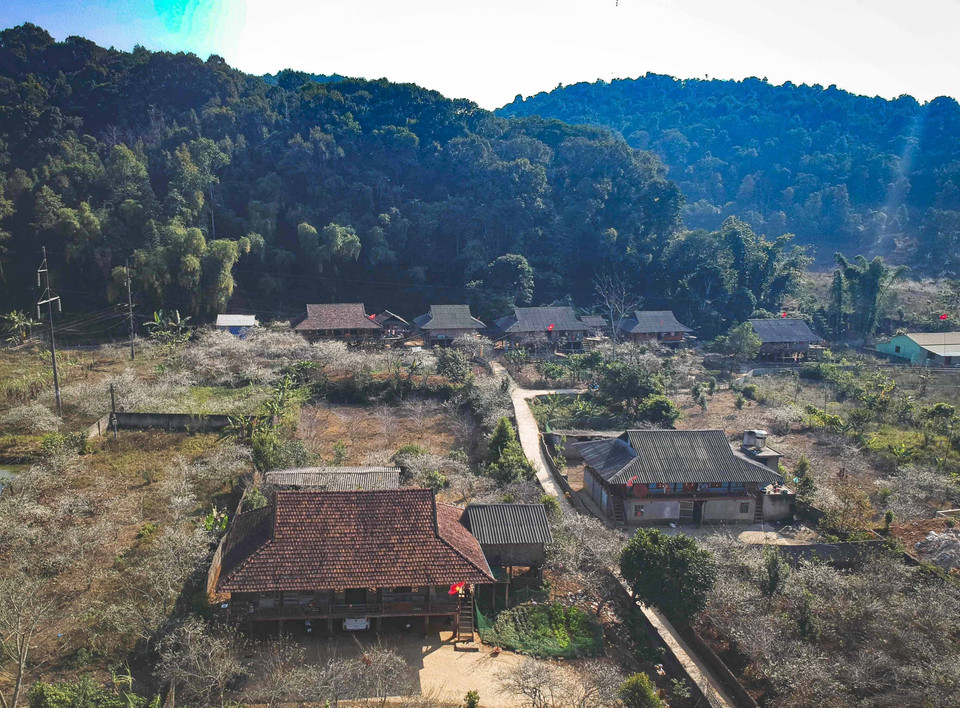 从高空俯瞰美丽如画的纯白李花风景让游客叹为观止。图自越通社