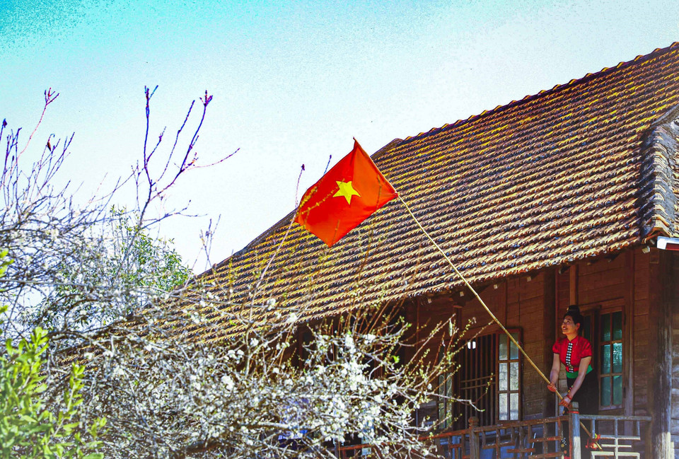 泰族同胞高脚屋前竞相怒放的纯白李花。图自越通社