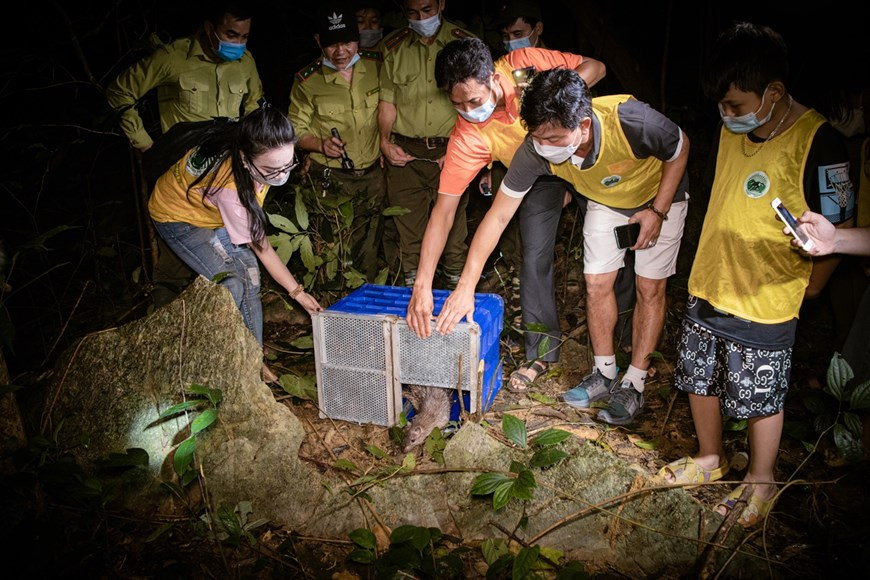 国足前球员、南定足球俱乐部教练员阮文士同其家人一起参加将野生动物放回大自然活动。他表示很高兴能将所解救的三条网纹蟒移交菊芳国家公园并将其放回大自然。这是它们最适合的生活环境。该活动还吸引该公园昼夜执行保护森林、保护国家绿色之肺的护林员们的子女参加。该活动体现菊芳国家公园在新冠肺炎疫情的背景下努力保护公园野生动物任务的决心。图：Vietnam+