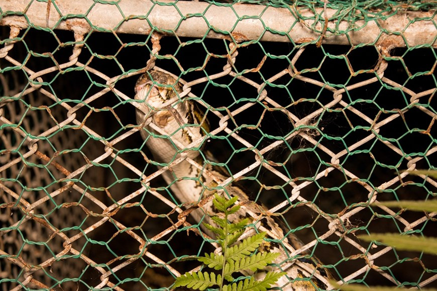 独特的中秋之夜，将野生动物放回大自然”活动上，儿童们已同公园工作人员将帚尾豪猪、网纹蟒和灵猫等野生动物放回大自然。中秋之夜举行的该活动的目的是继续大力开展菊芳国家公园野生动物保护工作，有助于让这里自然环境更丰富多样。传出社区积极携手救护和保护野生动物的信息。图为“回家”前的网纹蟒个体。图：Vietnam+