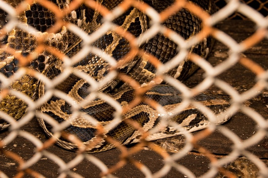 据菊芳国家公园的介绍，从2021年3月，公园已把救护野生动物后并将其放回大自然活动发展成为“回家”旅游线路，有助于将许多从野生动物非法贸易和运输案解救出来的动物个体放回大自然。为了继续发挥该旅游线路的效果，公园已举行“独特的中秋之夜，将野生动物放回大自然”活动，传出社区积极携手救护和保护野生动物的信息。图：Vietnam+